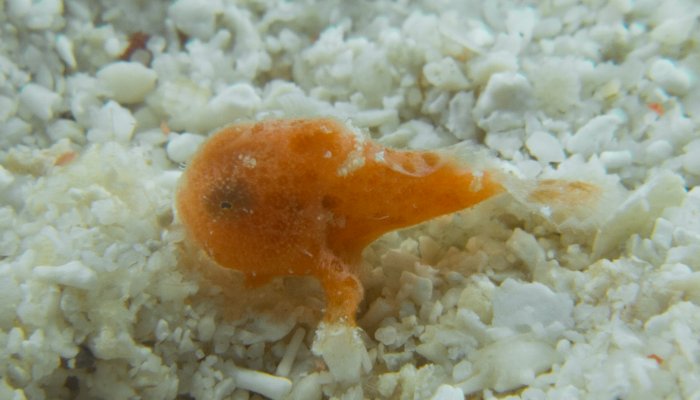 Tiny Red Frogfish